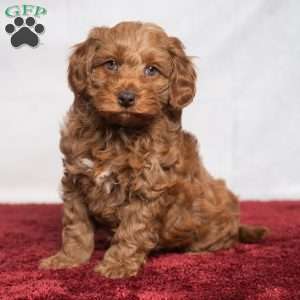 Kennedy, Cavapoo Puppy
